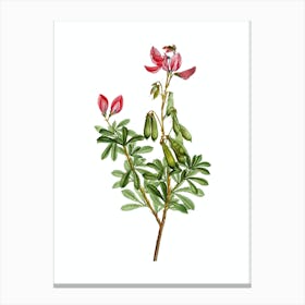 Vintage Restharrows Botanical Illustration on Pure White n.0435 Canvas Print