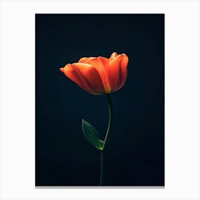 Single Tulip Canvas Print