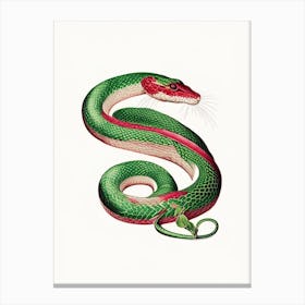 Red Tailed Green Rat Snake 1 Vintage Canvas Print