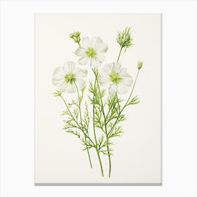 Cumin Vintage Botanical Herbs 1 Canvas Print