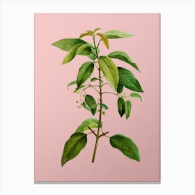 Vintage Chilean Wineberry Branch Botanical on Soft Pink n.0173 Canvas Print