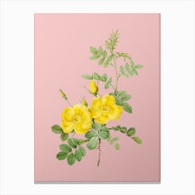 Vintage Yellow Sweetbriar Roses Botanical on Soft Pink n.0768 Canvas Print