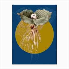Vintage Botanical Sand Ginger on Circle Yellow on Blue Canvas Print