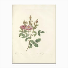 Rose Illustration, Pierre Joseph Redoute (71) Canvas Print