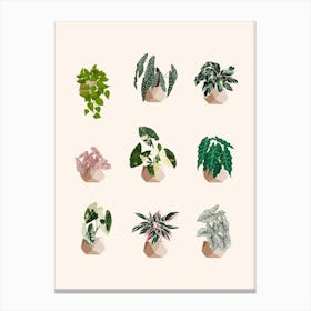 Plants Collection 2 Canvas Print