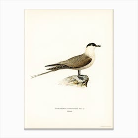Long Tailed Jaeger, The Von Wright Brothers Canvas Print