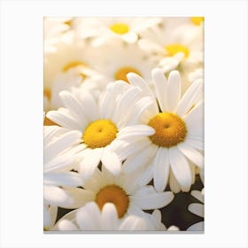 Daisies Canvas Print