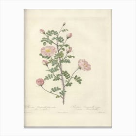 Rose Illustration, Pierre Joseph Redoute (66) Canvas Print