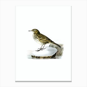 Vintage Water Pipit Bird Illustration on Pure White n.0144 Canvas Print