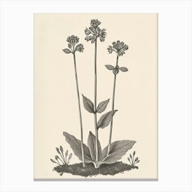 Vintage Illustration Black Stem Spleenwort 4 Canvas Print