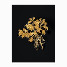 Vintage Bear Oak Botanical in Gold on Black n.0398 Canvas Print