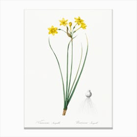 Rush Daffodil, Pierre Joseph Redoute Canvas Print