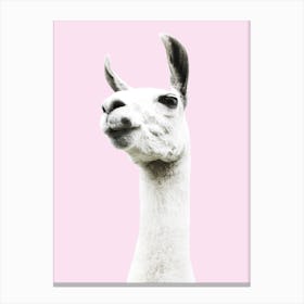 Pink Llama Canvas Print
