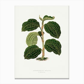 Vintage Botanical Art Print _2643231 Canvas Print