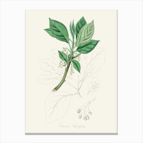 Vintage Botanical John Stephenson and James Morss Churchill Art Print_2731691 Canvas Print