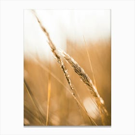 Close Up Of Grass Canvas Print