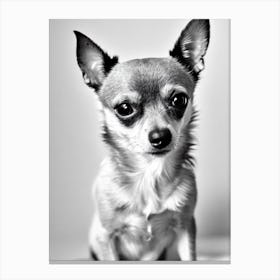 Chihuahua B&W Pencil dog Canvas Print