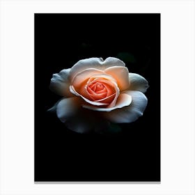 White Rose 3 Canvas Print