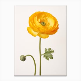 Pressed Wildflower Botanical Art Buttercup Ranunculus 2 Canvas Print