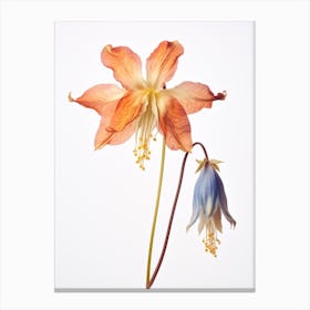 Pressed Wildflower Botanical Art Wild Columbine 1 Canvas Print