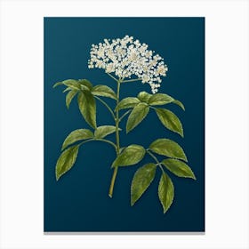 Vintage Elderberry Flowering Plant Botanical Art on Teal Blue n.0003 Canvas Print