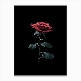 Rose On A Black Background 1 Canvas Print