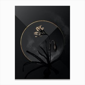 Shadowy Vintage Amaryllis Broussonetii Botanical in Black and Gold Canvas Print