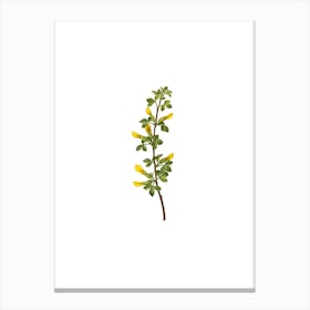 Vintage Common Cytisus Botanical Illustration on Pure White n.0616 Canvas Print