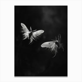 Moths In Flight 1 Canvas Print