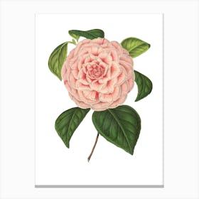 Pink Camellia Canvas Print