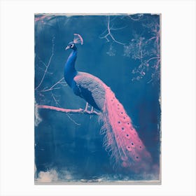 Blue & Pink Peacock On A Tree 1 Canvas Print