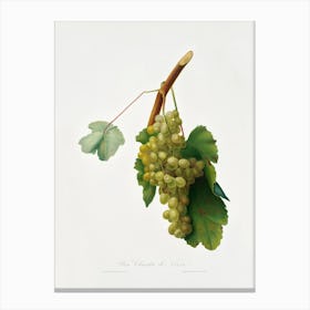 Grape Vine (Vitis Vinifera Niciensis) From Pomona Italiana (1817 1839), Giorgio Gallesio Canvas Print
