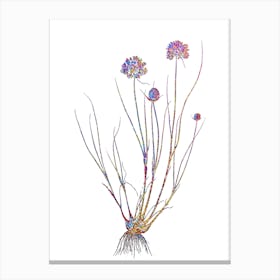 Stained Glass Allium Globosum Mosaic Botanical Illustration on White n.0073 Canvas Print