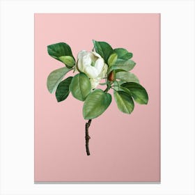 Vintage Magnolia Elegans Botanical on Soft Pink n.0212 Canvas Print