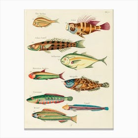 Colourful And Surreal Illustrations Of Fishes Found In Moluccas (Indonesia) And The East Indies, Louis Renard(42) Canvas Print