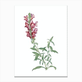Vintage Red Dragon Flowers Botanical Illustration on Pure White n.0241 Canvas Print