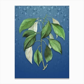 Vintage Camphor Tree Botanical on Bahama Blue Pattern n.1184 Canvas Print