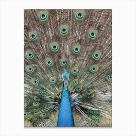 Peacock In India Canvas Print