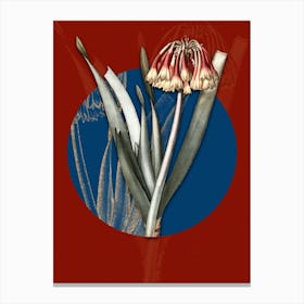 Vintage Botanical Knysna Lily on Circle Blue on Red n.0183 Canvas Print