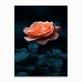 Rose In The Dark 25 Canvas Print