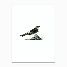 Vintage Young Common House Martin Bird Illustration on Pure White n.0134 Canvas Print