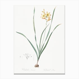 Gladiolus Lineatus Illustration From Les Liliacées, Pierre Joseph Redouté Canvas Print