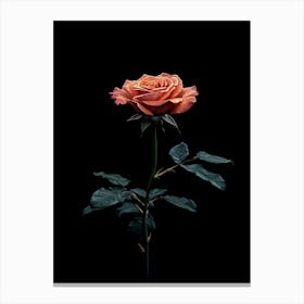 Single Rose On Black Background 53 Canvas Print