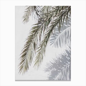 Palms And Shadows Canvas Print