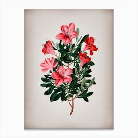 Vintage Brick Red Chinese Azalea Flower Botanical on Parchment n.0597 Canvas Print