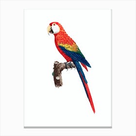 Vintage Scarlet Ara Macaw Bird Illustration on Pure White Canvas Print