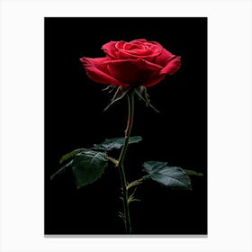 Red Rose On Black Background 57 Canvas Print