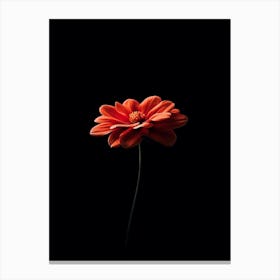 Single Red Flower On Black Background 1 Canvas Print