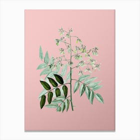 Vintage Japanese Pagoda Tree Botanical on Soft Pink n.0478 Canvas Print