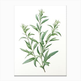 Tarragon Vintage Botanical Herbs 0 Canvas Print